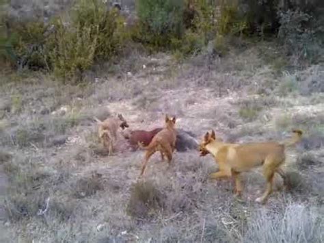 podencos cazando jabali|PODENCOS Y JABALÍ